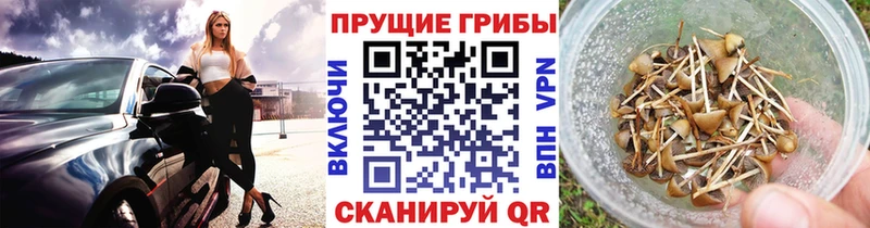 Галлюциногенные грибы Cubensis  Пыталово 